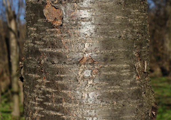 厚厚的树树干特写，樱桃树背景 — 图库照片