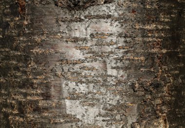 Kalın ağaç gövde closeup, kiraz ağacı arka plan