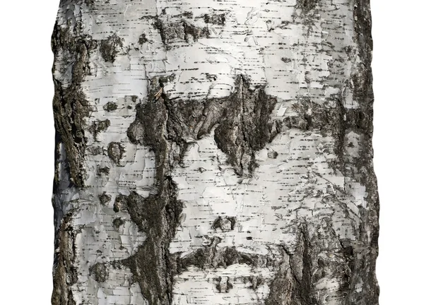 Textura de corteza de árbol aislada sobre fondo blanco de madera de abedul — Foto de Stock