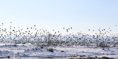 Kale ve küçük karga, Corvus Frugilegus Kuşlar sürüsü