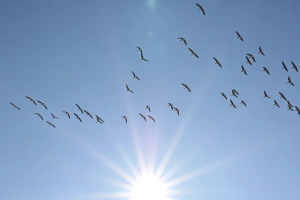 Rebanho de aves, maior ganso de frente branca em voo, Anser albifrons — Fotografia de Stock