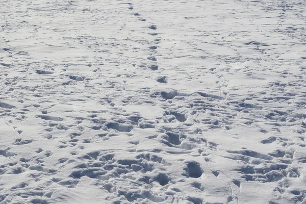 雪背景に鳥トレース — ストック写真