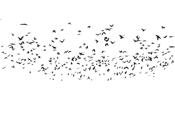 Flock of birds isolated on white background, with clipping path, Rook (Corvus frugilegus) — Stock Photo, Image