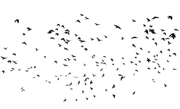 Стадо птиц, изолированных на белом фоне, с вырезкой пути, ладья (Corvus frugilegus ) — стоковое фото
