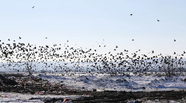 flock of birds Rook and Jackdaw, Corvus Frugilegus