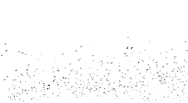 Flock of birds isolated on white background, with clipping path, Rook — Stock Photo, Image