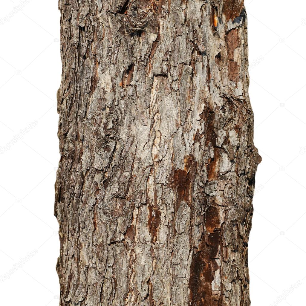 tree trunk isolated on white background, old apple tree