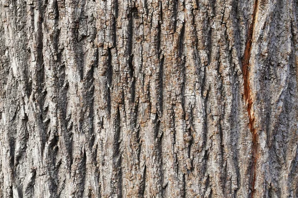 Textura grunge corteza de árbol, fondo de madera — Foto de Stock