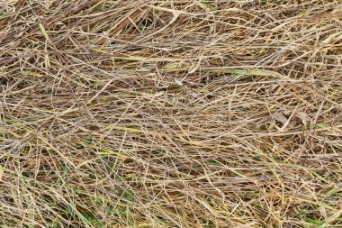 Kuru saman ve saman doku, arka plan