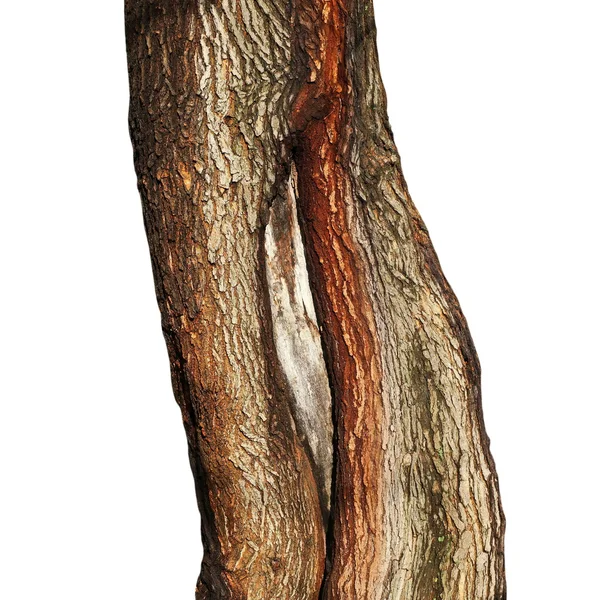 Morera, tronco de árbol aislado sobre fondo blanco, con nudos — Foto de Stock