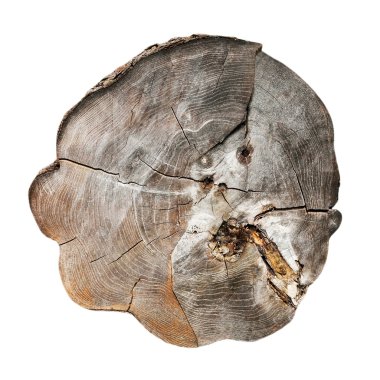 Beyaz arka plan üzerinde izole çürümüş ağaç gövdesi kesiti