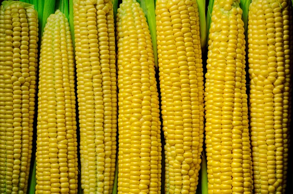 A corn background — Stock Photo, Image