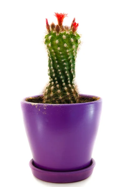 Een bloeiende cactus — Stockfoto