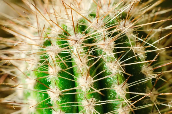 Ein Kaktus-Makro — Stockfoto