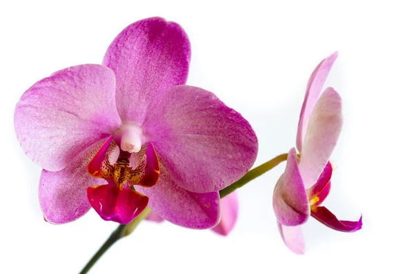 Una flor de orquídea — Foto de Stock