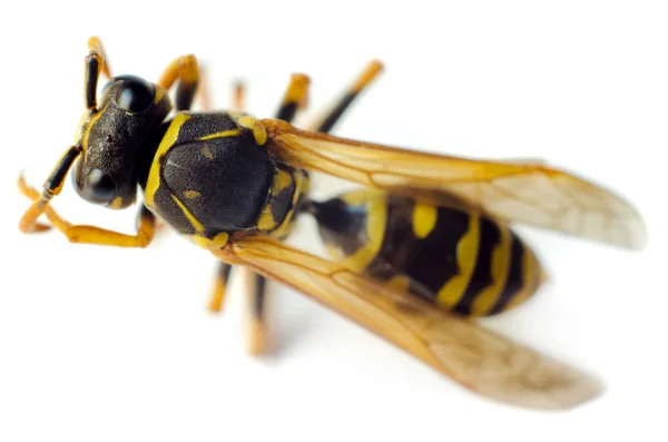 Ein Wespenmakro — Stockfoto