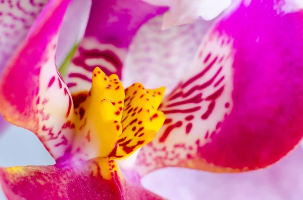 Uma macro orquídea — Fotografia de Stock
