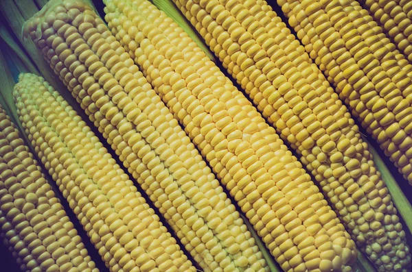 A corn background — Stock Photo, Image