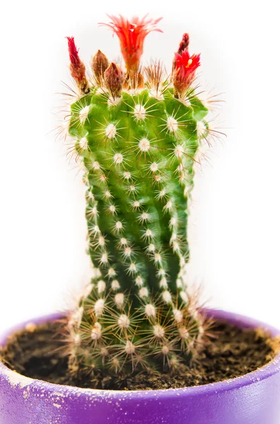 En blommande kaktus — Stockfoto