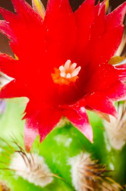 Kırmızı çiçek açan kaktüs çiçek makro