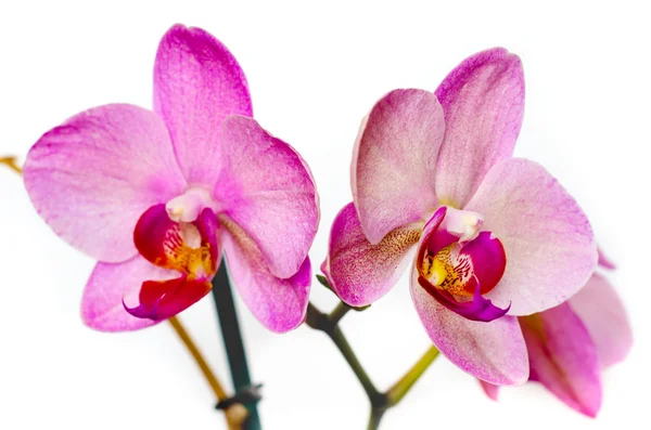 Uma flor de orquídea — Fotografia de Stock