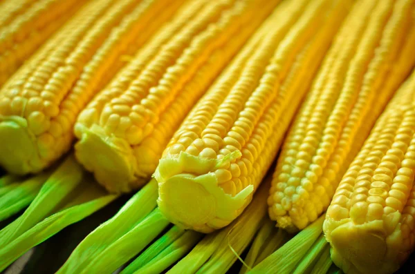 A corn background — Stock Photo, Image