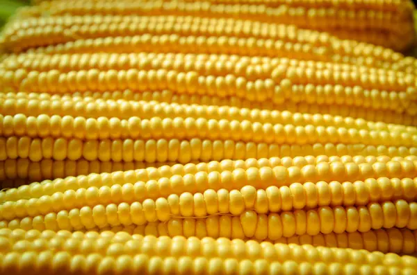 Um fundo de milho — Fotografia de Stock