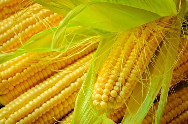 A corn background — Stock Photo, Image