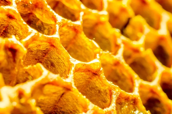A honeycomb macro — Stock Photo, Image
