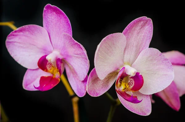 Uma flor de orquídea — Fotografia de Stock
