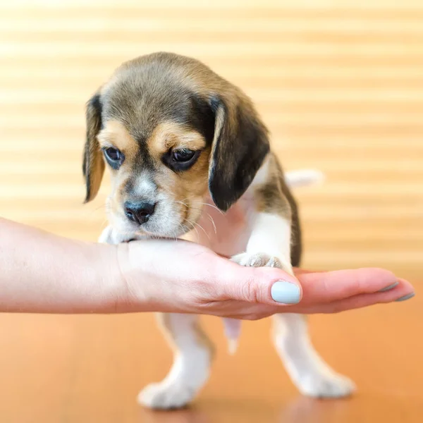 Cute Szczeniak Beagle Ręce — Zdjęcie stockowe