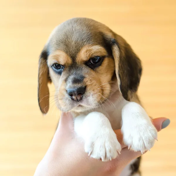 Cute Szczeniak Beagle Rękach — Zdjęcie stockowe