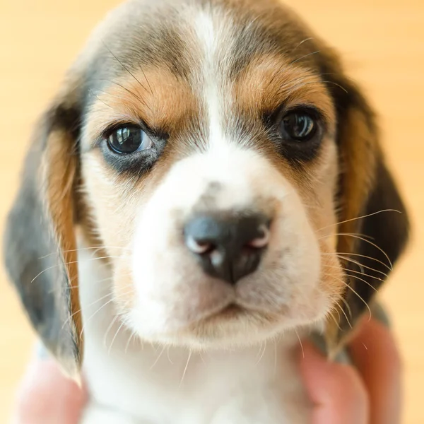 Roztomilý Beagle Puppy Hlava Detailní — Stock fotografie