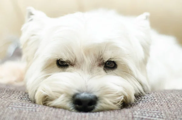 West Highland Terrier Blanco Acostado Casa —  Fotos de Stock