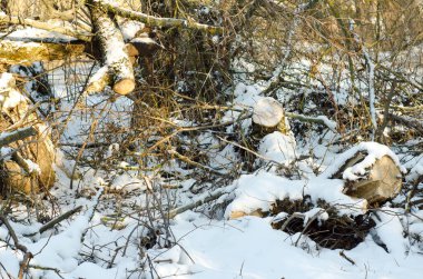Ormanda karla kaplı odun ağaçları.