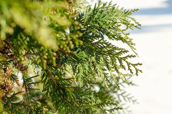 Conífera Verde Árvore Inverno Closeup — Fotografia de Stock