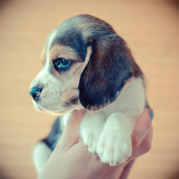 Niedlicher Beagle Welpe Den Händen — Stockfoto