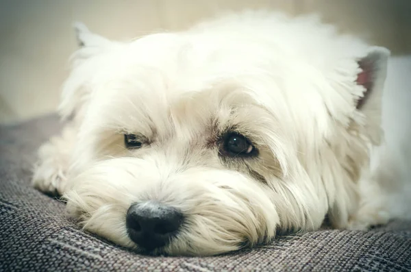 West Highland White Terrier Ligger Hemma — Stockfoto