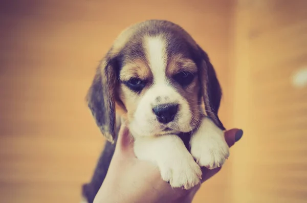 Niedlicher Beagle Welpe Den Händen — Stockfoto