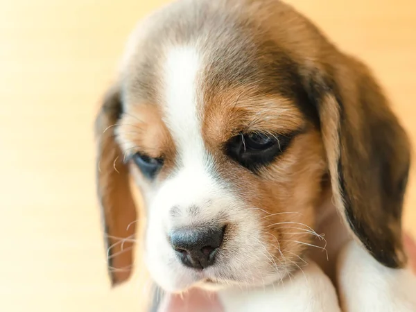 Cute Beagle Puppy Head Closeup — Stock Photo, Image