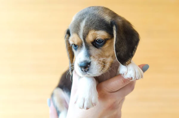 Lindo Perrito Beagle Las Manos —  Fotos de Stock