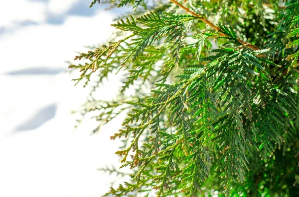 Árbol Coníferas Verde Primer Plano Invierno —  Fotos de Stock