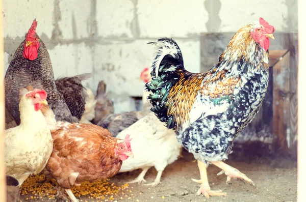 Chicken Coop Farm Village — Stock Photo, Image