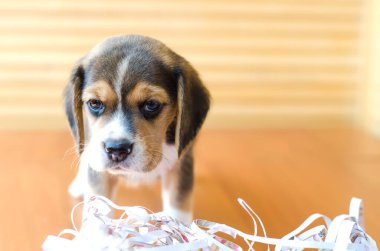 Şirin köpek yavrusu stüdyosu çekimi