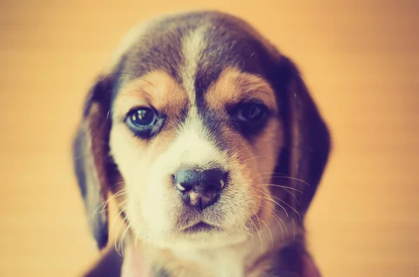 Cute Beagle Puppy Head Closeup — Stock Photo, Image