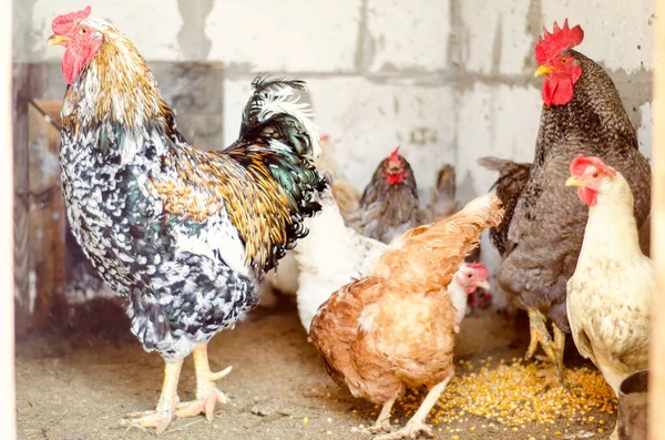 Chicken Coop Farm Village — Stock Photo, Image