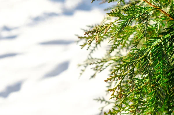 Conífera Verde Árvore Inverno Closeup — Fotografia de Stock