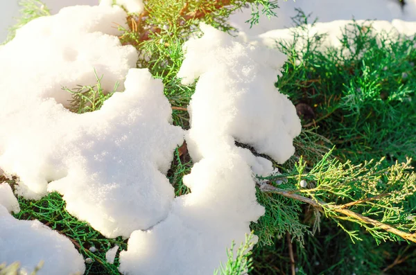 Kış Mevsiminde Yeşil Kozalaklı Ağaç — Stok fotoğraf