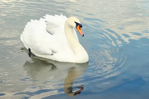 Schöner Schwan Schwimmt Teich — Stockfoto