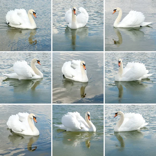 Kolekce Krásných Labutí Koupání Jezírku — Stock fotografie